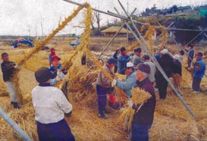 [지방화제]  대보름 줄다리기 준비
