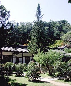 [지방화제] 도산서원 ‘금송’ 옮겨심기로