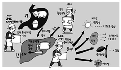 콜레스테롤 적인가 아군인가