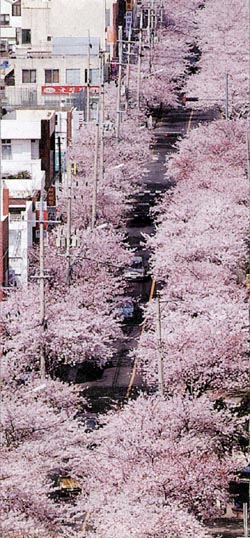 [지방화제] 활짝 핀 ‘봄’