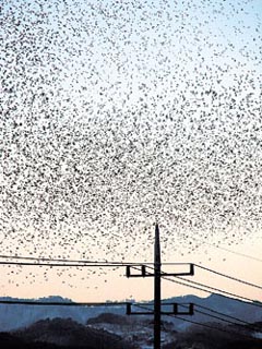 [경북 울진] 되새떼 습격사건