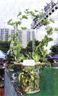[경북 성주] 아파트용 참외화분