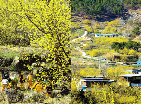 전남 구례 산수유꽃 상위마을