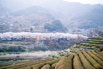 가볼 만한 차밭 2선