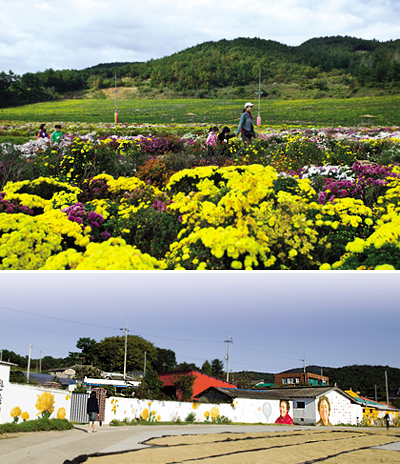 [전북 고창 선운사] 국화축제