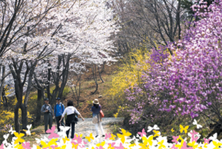 충남 청양 고운식물원  봄꽃나들이