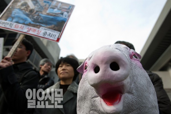 무차별 대량 살처분, '어떡할거니?'