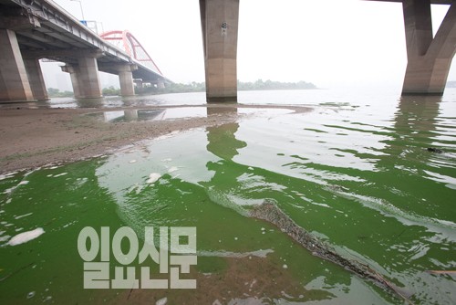 서강대교까지 내려온 녹조