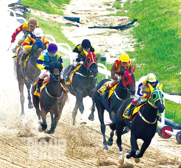 암말 1400m 농협회장배 미리보기