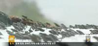 새끼 두꺼비 대이동 포착, 무려 300만 마리 '장관'