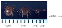 '살인진드기' 치사율 10% 미만... 피부 노출을 줄이는 예방법이 최우선