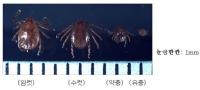 충남 홍성서 살인진드기 의심 환자 발생 '야외활동 주의'