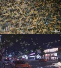 압구정 벌레떼 기승하고 있는 사연은...혐오스런 외모에 홍어 삭힌 냄새까지