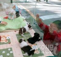 서울 어린이대공원, 반려견 놀이터 개장…'출입금지 견'은?