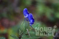 "같이 동반 자살하자" 독초 먹이고 보험금 28억 타낸 무속인 검거