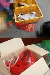 양파망 고양이 판매 논란, 왜 고양이만 양파망에 넣은 걸까