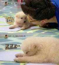 '안녕하세요' 강아지 방송태도 논란? "출연해서 잠만 쿨쿨"