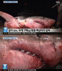 부산서 4m 백상아리 포획...그물 속 물고기 모두 먹어치워