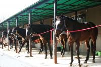 자마 수득상금으로 본 씨암말 ‘톱10’