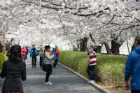 서울 동대문구, 장안 벚꽃길 쾌적한 보행 위한 긴급대책 마련
