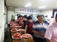 인천 최고의 토마토는 남동구 김정성 농가