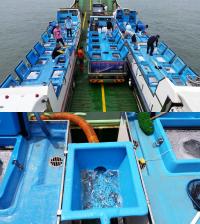 인천수산자원연구소, 참조기 치어 32만7000마리 선미도 해역에 방류