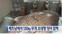 베트남에서 무게 130kg 초대형 잉어 잡혀…하천서 '로또' 났네