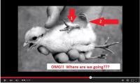 KFC ‘대륙의 장난’에 고소로 대응…다리 네 개 달린 닭 사진 유포 탓