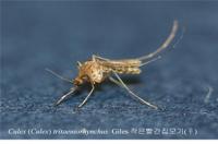 인천보건환경연구원, 일본뇌염 모기 첫 발견...`주의해야`
