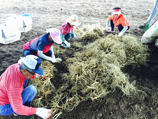 파주시, 명품 ‘6년근 파주개성인삼’ 수확