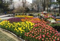 영등포구, 봄맞이 꽃단장...튤립 등 14만본 식재