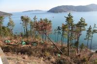 산림청 "소나무재선충병 매개충, 4월 하순부터 활동할 듯"