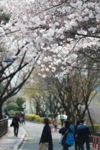 인천 남구 “가족, 연인과 함께 벚꽃 절경 만끽하세요”