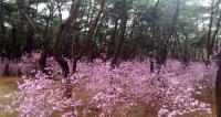 여주 세종대왕릉 진달래동산 15~30일 특별 개방