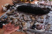 태국 사찰 냉동고서 ‘새끼호랑이 사체’ 수십마리...불법밀매 의혹