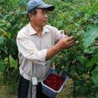 옥천 산딸기 수확 한창