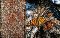 나비떼가 만든 ‘나비숲’ 장관