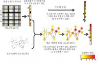 "암유전체 빅테이터에서 암유전자 찾아낸다"