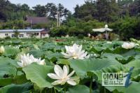 '국내 최대 백련 서식지'…김제 하소백련축제 개막