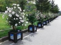 충북도 미동산수목원, 나라꽃 무궁화 전시회 개최