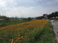 대전시, 하천의 명소 코스모스 테마단지 조성