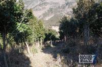 ‘숲 속의 전남’, 12월 나무에 동백