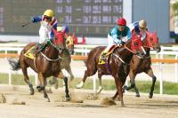 마주협회장배 대상경주 미리보기