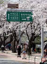 ‘축제 끝난뒤 만개한 벚꽃’