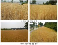 서울시 한강사업본부, 한강에서 나고 자란 밀·보리 5톤 수확