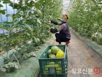 ‘한 손에 쏙’ 영암 애플수박 첫 출하