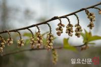 전남산림자원연구소, 완도서 국내 미기록종 통조화 발견