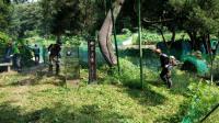용인시, 추석 앞두고 보호수 112주 정비