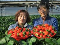  옥천 딸기 수확 한창