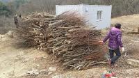 옥천 장령산 산림부산물 저소득층 난방용 땔감으로 제공
